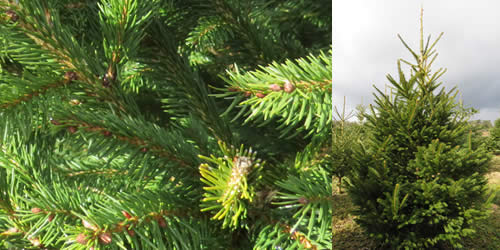 Norway Spruce - Tree Types Norway Spruce