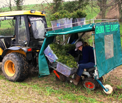 Forestry Services Tree Planting Services