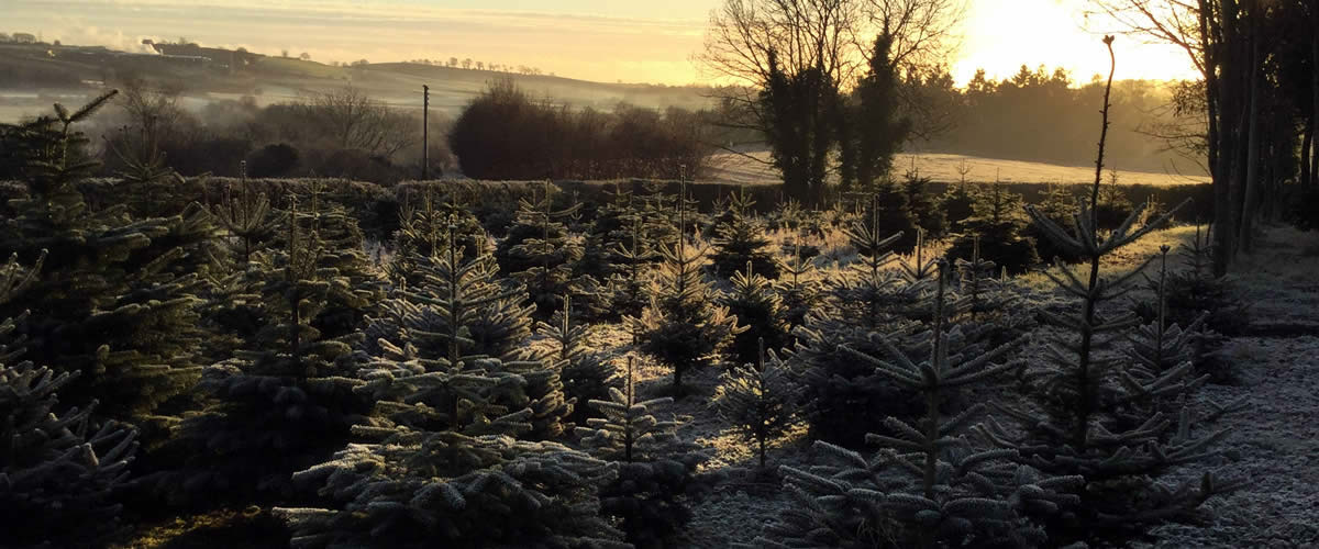 Tarde Christmas Trees