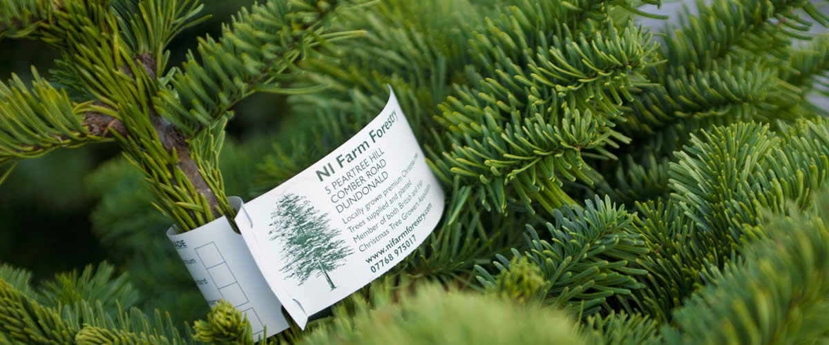 Christmas Trees Shop - Dundonald and surrounding areas