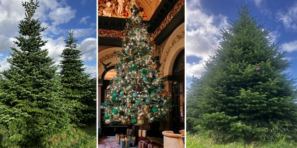 Home Page  Large Trees Large Display Trees