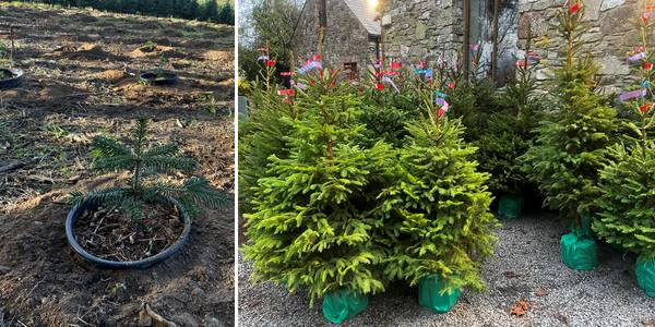 Potted Xmas Trees 