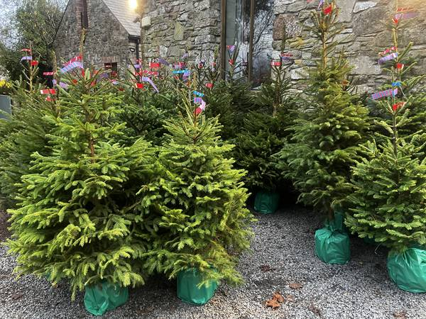Potted Xmas Trees 