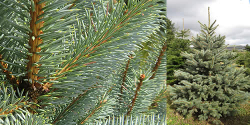 Blue Spruce - Tree Types Blue Spruce