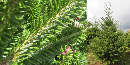 Canaan Fir - Tree Types Cannan Fir