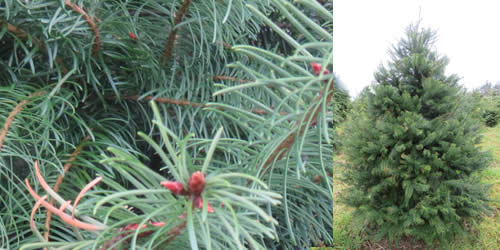 Douglas Fir - Tree Types Douglas Fir