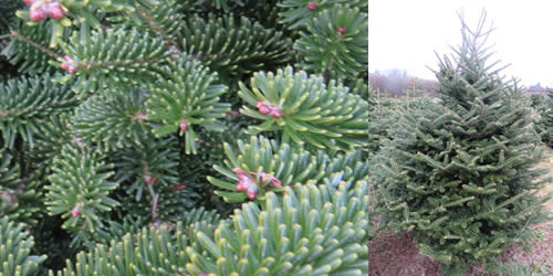 Fraser Fir - Tree Types Fraser Fir