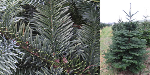 Noble Fir - Tree Types Noble Fir