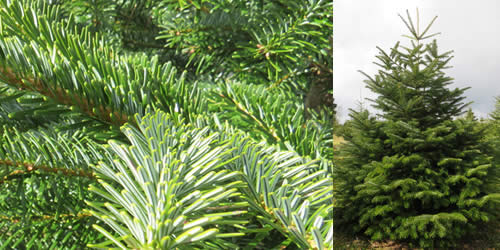 Nordman Fir - Tree Types Nordman Fir