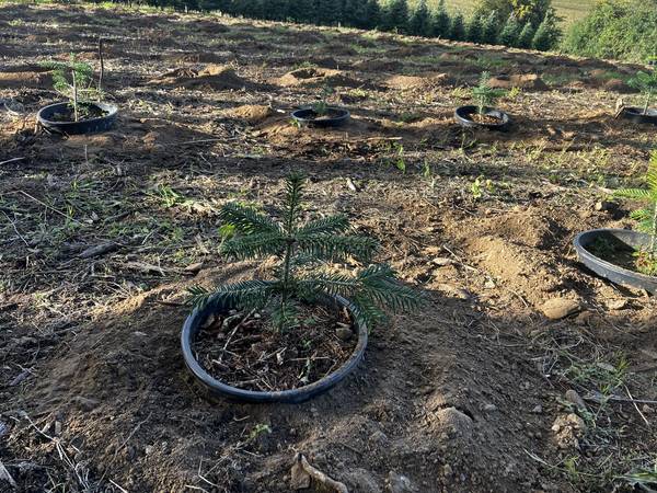 Potted Xmas Trees 