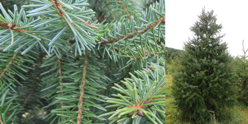 Serbian Spruce - Tree Types Serbian Spruce