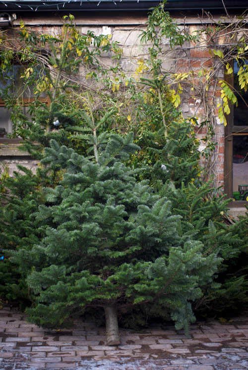 Xmas Tree Shop Local Trees for local Homes