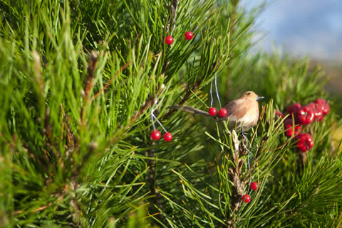 Christmas Trees
